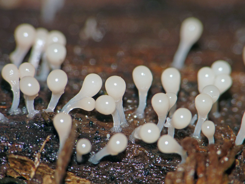 Hemitrichia calyculata?